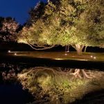 outdoor landscape lighting illuminates a tree next to a pond at night