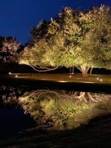 Romantic outdoor lighting illuminates this large green tree and reflects its image in a lake
