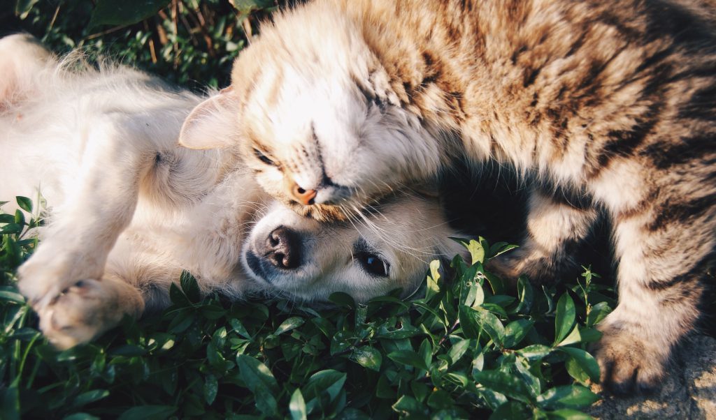 Is Outdoor Lighting Safe For Pets?