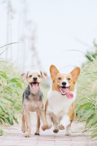 Two dogs walking together surrounded by greenery