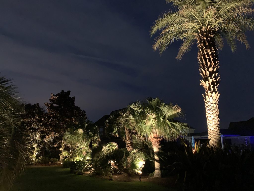 Creating a Backyard Oasis With Outdoor Lighting for Trees and Shrubs