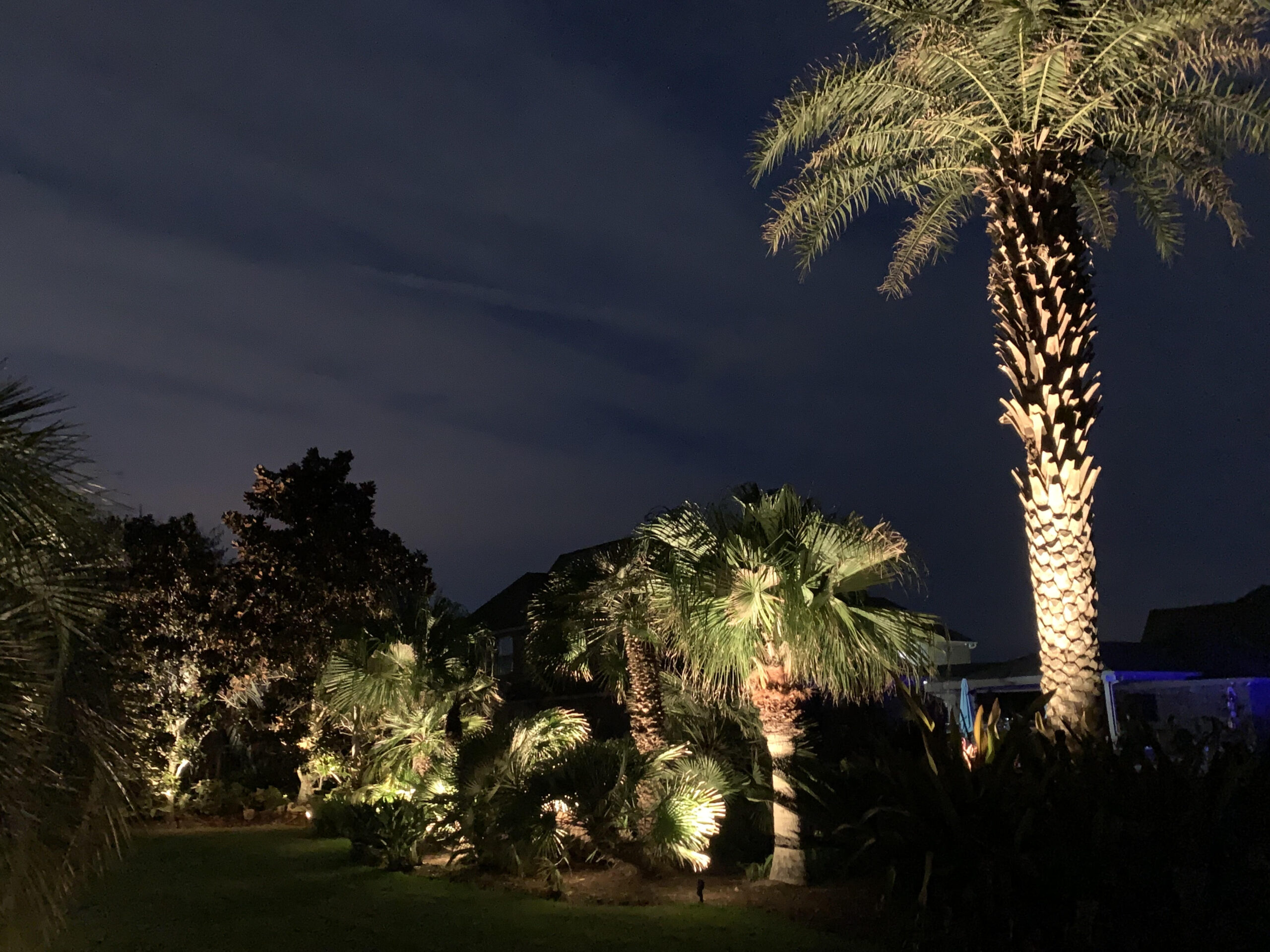 Outdoor Lighting Illuminates Palm Trees in backyard