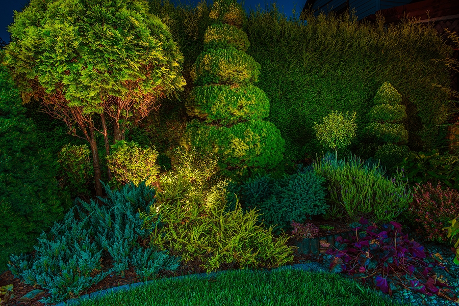 Uplighting backyard shrubs, down lighting