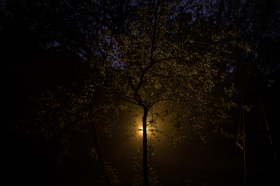 Spooky dark landscape showing silhouettes of trees in the swamp on misty night. Night mysterious forest in fire and dramatic cloudy night sky. spooky