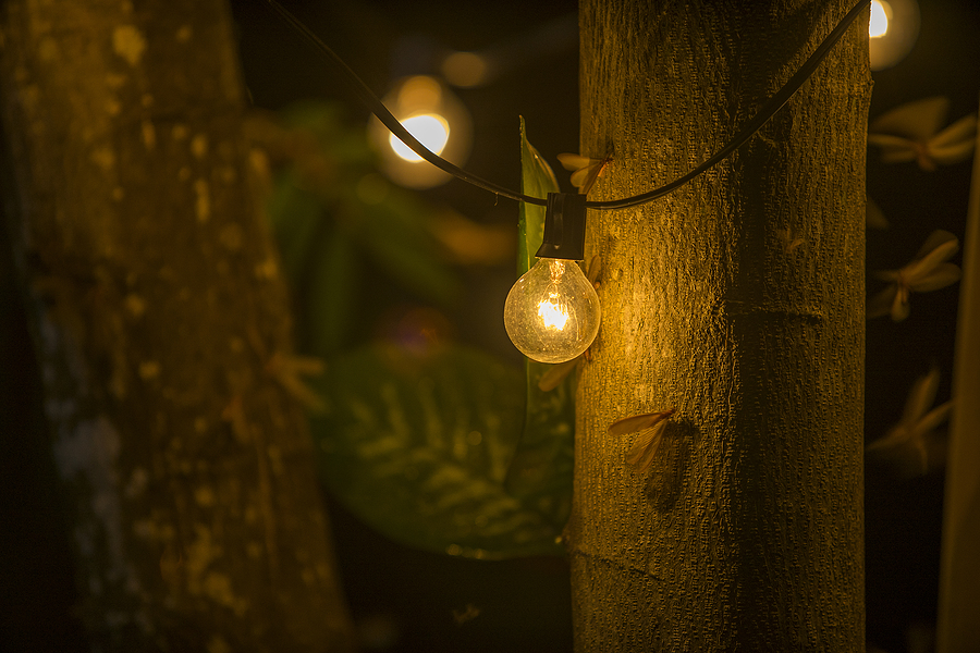 Moths Flying Around Lightbulb Dark summer night of tropical Rainforest ecosystems with light from illuminated wings of bug swarm. bugs