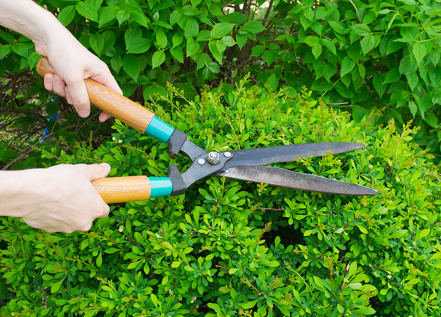 Hands holding large clippers and cutting back a green bush in preparation of hurricane season. 
