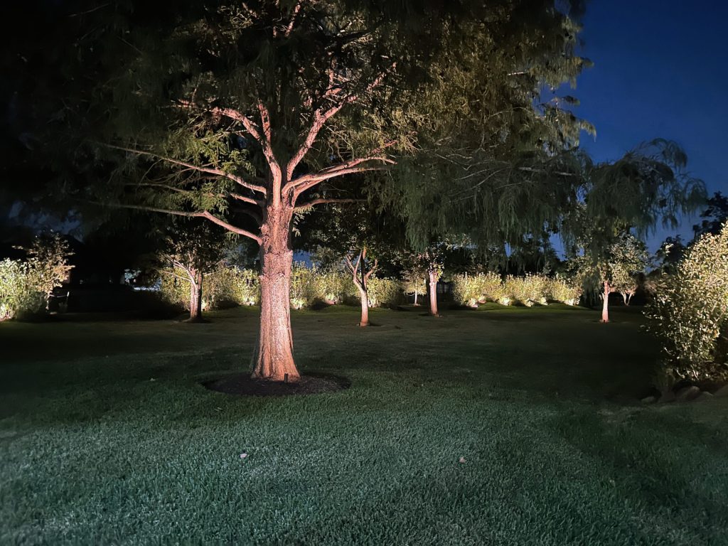 Tree Lighting Ideas for Houston Homes