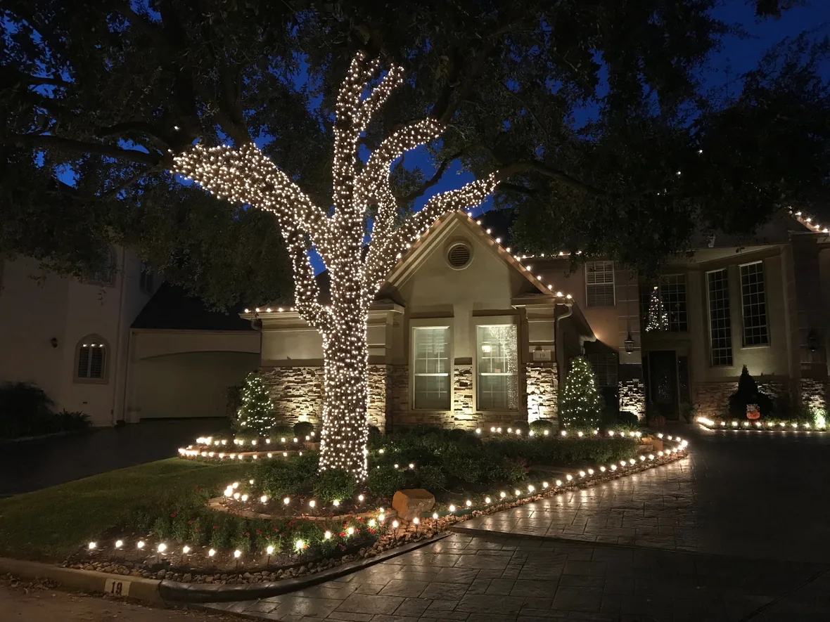 Mature tree uplit from several positions so the trunk, branches and canopy all read at night
